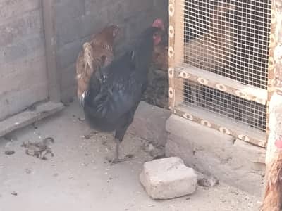 Desi Murghi Pair Available Murgi or murga