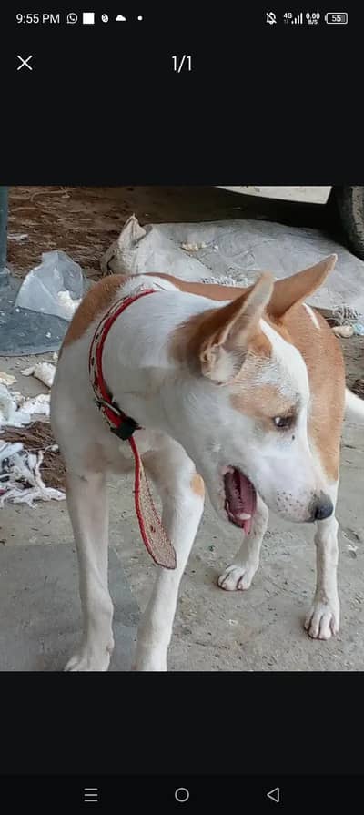 gulter tazi kras dog bohat acha dog ha ksi bhi ko chahey to rabta kary