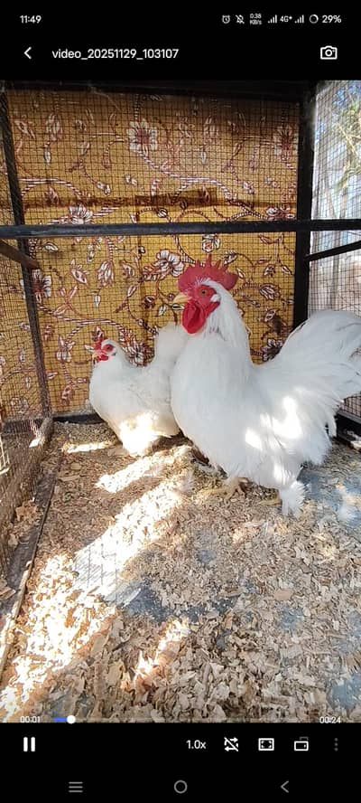 1+2 set white bentum for sale