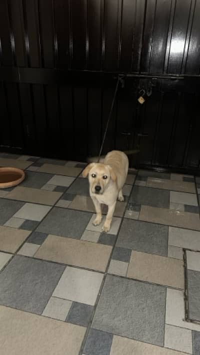 Labrador puppy for sale