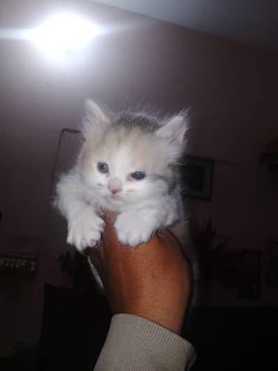 Mash Allah Cute Cats