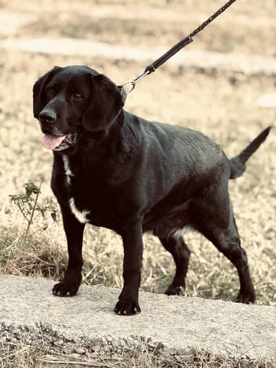 ENGLISH LABRADOG