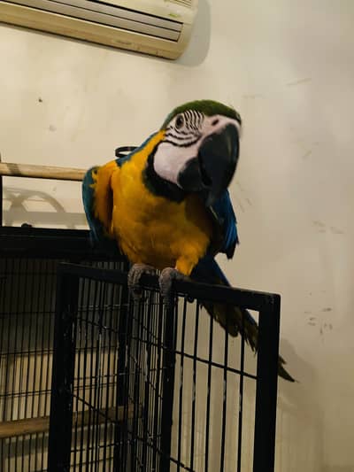 Blue and gold Macaw