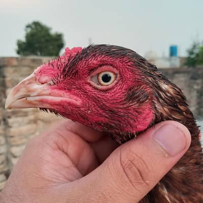 Homebreed Lakha madi