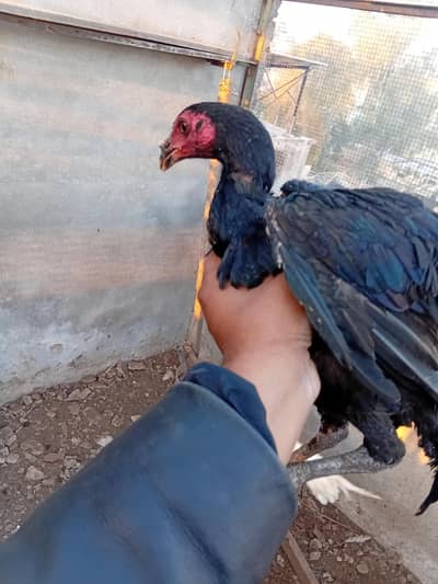 Aseel Thi and Hera Sindhi