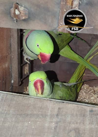 Raw breeder pair Rs 40000