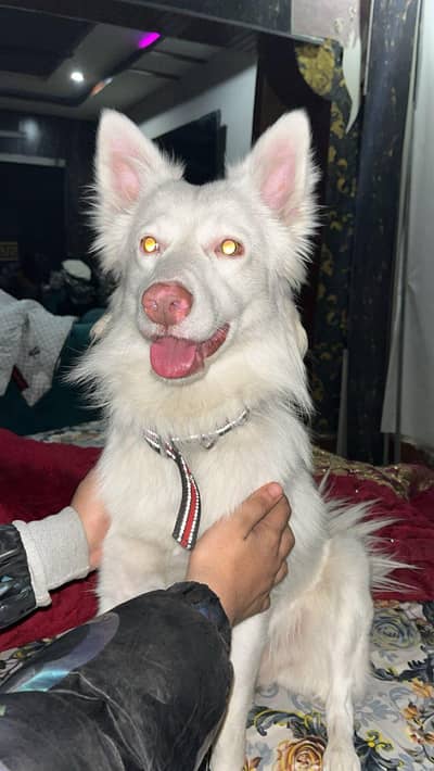 Russian dog for sale in Rawalpindi