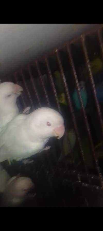 Albino Red ie. . . . Breder Pair