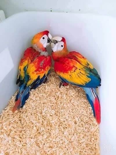 red macaw parrot chips for sale 03//49//68//26//931