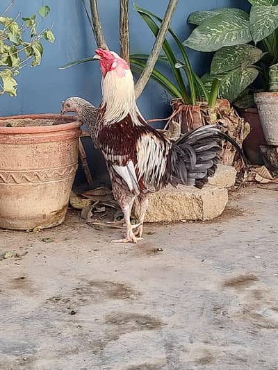 Aseel pair aseel murga aur murghi