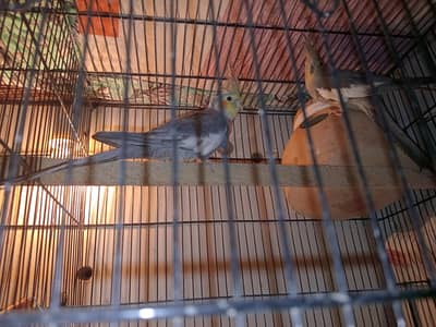 cocktail ka pair hai