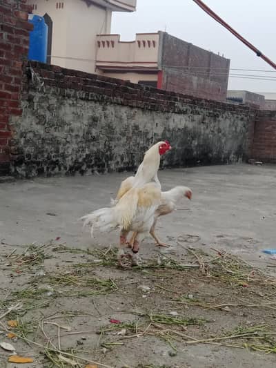 bohat acha janwer ha