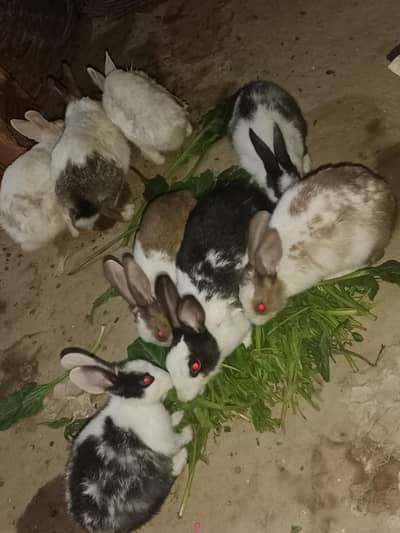 Desi Rabbit Urgent For Sale