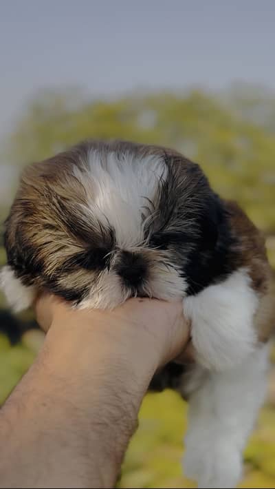 Pedigree shihtzu puppies available for sale