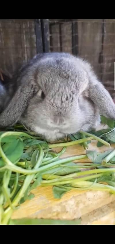 Holland loop top covalti bunys pair