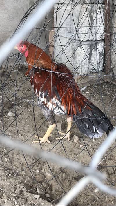 Lakh Best quality patha forsale