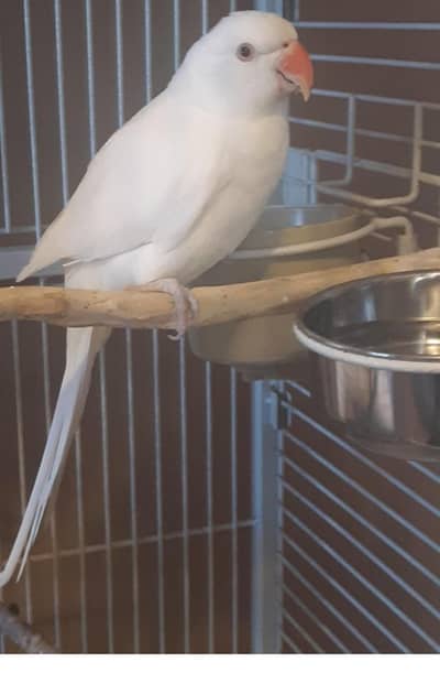 white breeder female