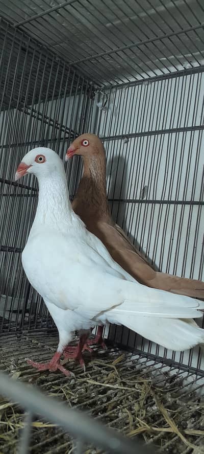 Danish frill neckpay old dutch