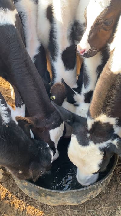 Fresh, Pure Dutch Cow's Milk Delivered to Your Doorstep!