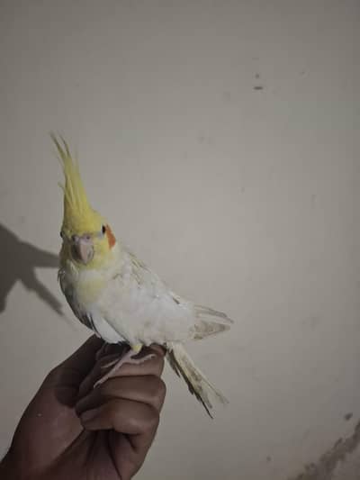 coctail (koktail) hand tame male green and white