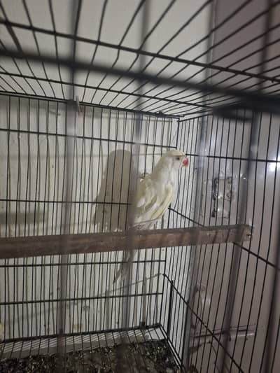 coctail (koktail) hand tame male green and white