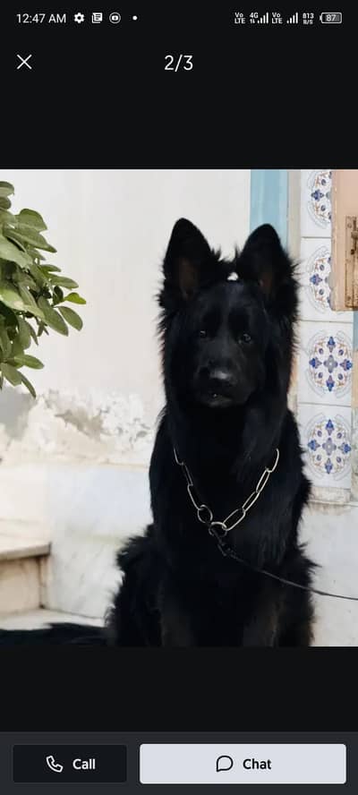 German Shepherd black good breed male 03037510379