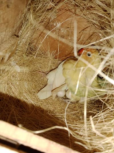 white inno breeder pair