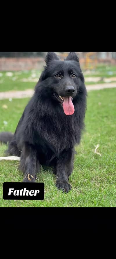 German shepherd Puppies  for Sale