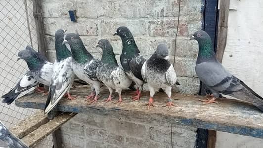 fore sale  whatsap 0313 1496136