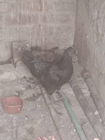 Ayam female available ha , eggs lay kar rahi ha