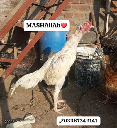 Aseel/Heera Aseel top quality male available. . . . . . 03367349141