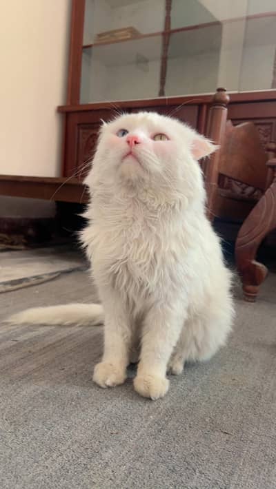 sale for cate & Available for breeds