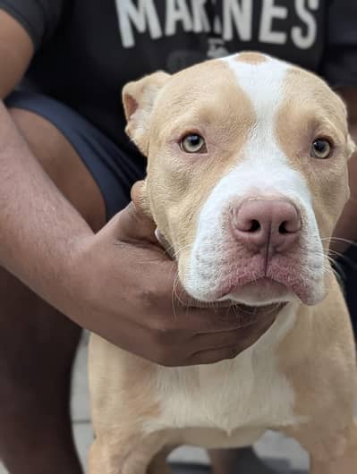 American pitbull terrier