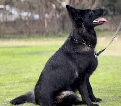 German shepherd female (pedigree)