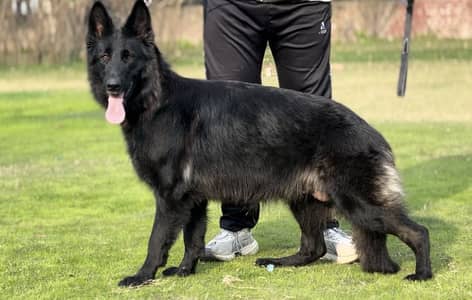 Pedigree German shepherd female available for sale
