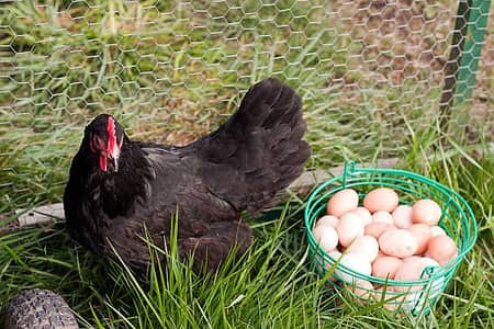 Australorp Eggs and Chicks for sale