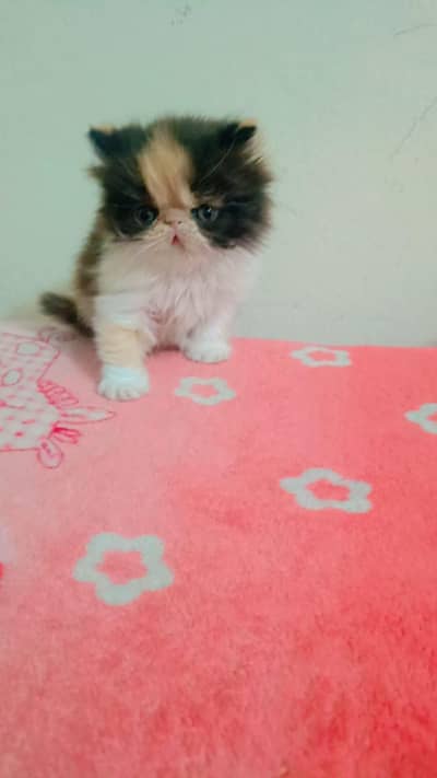 Piki Strong Blood Line