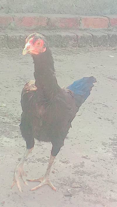 murga burmi plus pkoye trade Madi burmi plus thai ha coco murga shamo