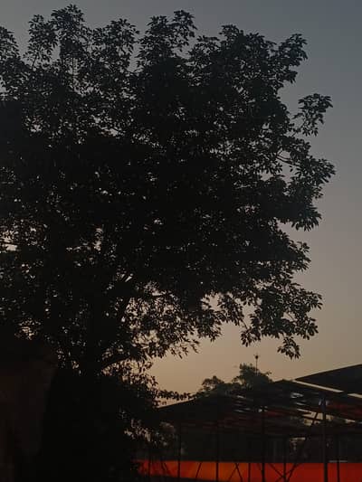 female maid for house work