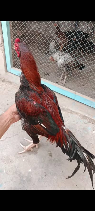 Mianwali Aseel Birds