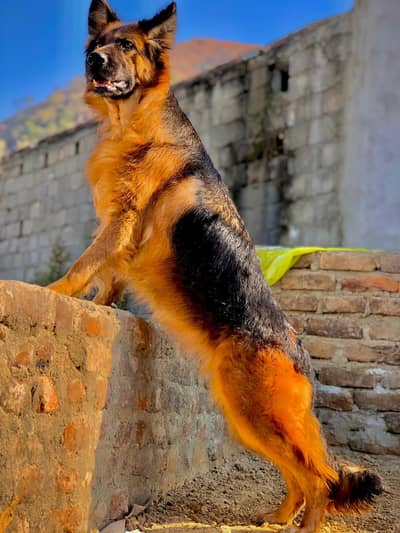 german shepherd fmale