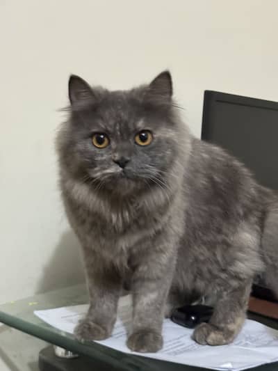 male and femail pair regdol