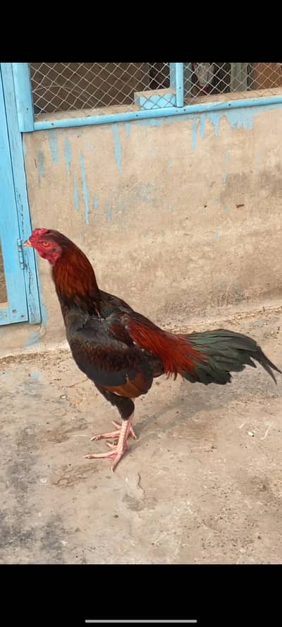 Mianwali Lakhy Aseel