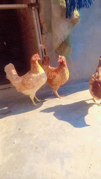 Desi murga or murgiyae