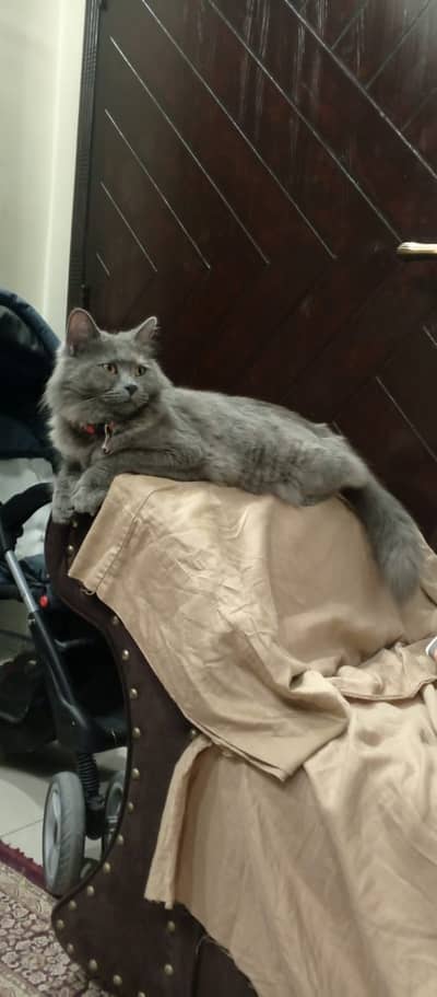 American Triple cotted russian Persian cat