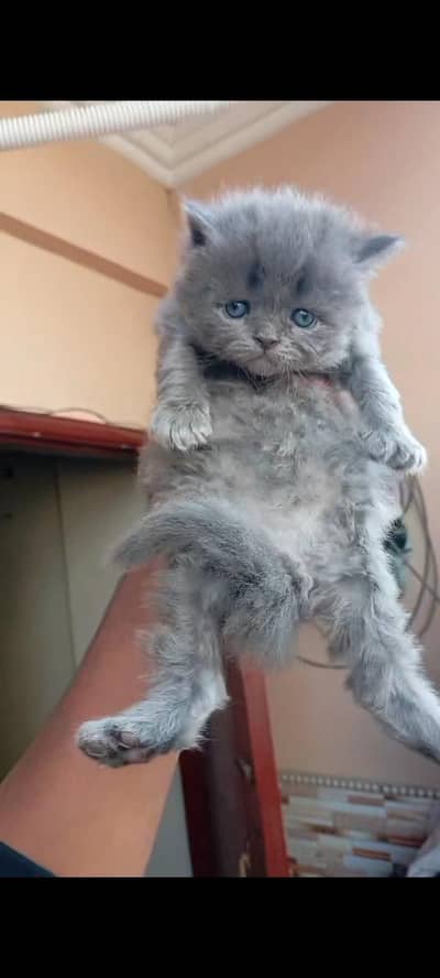 persian kittens available four kitten  03118422615