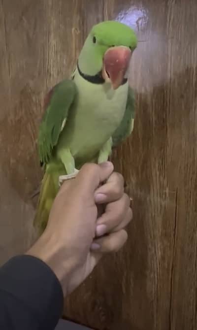Hande tame parrot for sale