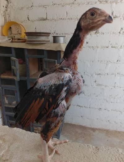 aseel chicks available