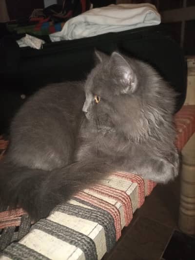 Persian cat for sale