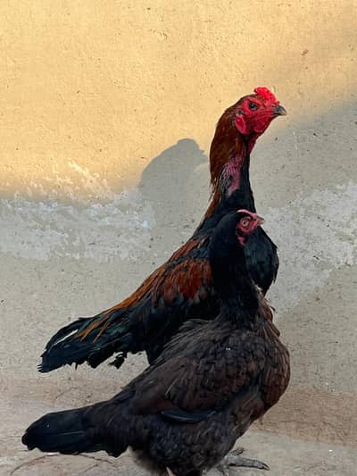 pure aseel top quality black eye chick